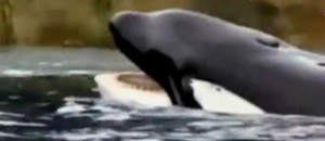 seaworld concerts cancelled doesnt hurt seaworld execs